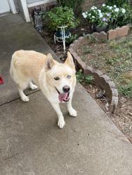 Found/Stray Male Dog last seen Parsons Rd, Butterfield Coach, Springdale, AR 72764