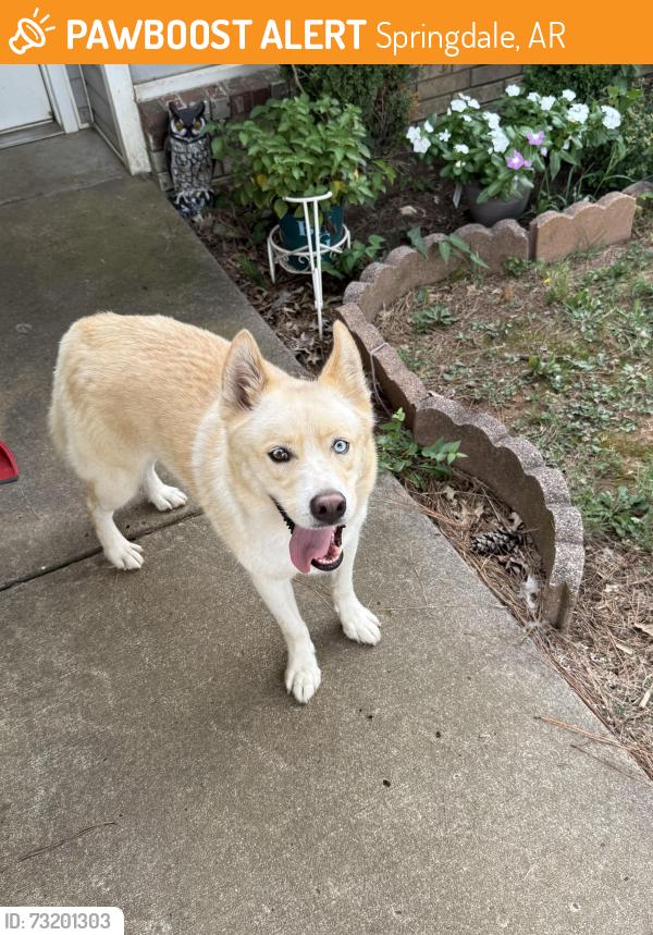 Found/Stray Male Dog last seen Parsons Rd, Butterfield Coach, Springdale, AR 72764