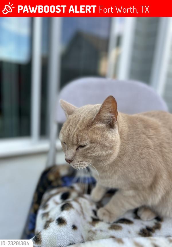 Lost Female Cat last seen Summer creek/Altamesa, Fort Worth, TX 76123