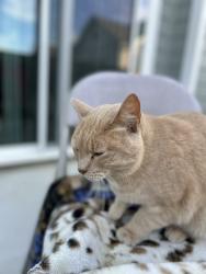 Lost Female Cat last seen Summer creek/Altamesa, Fort Worth, TX 76123