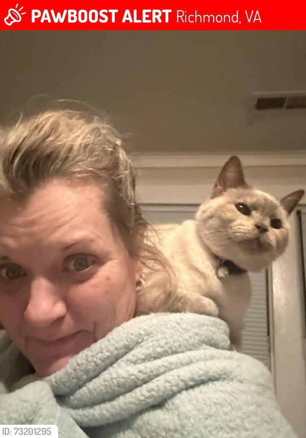 Lost Female Cat last seen Hammond Avenue and Northumberland Avenue, Richmond, VA 23220