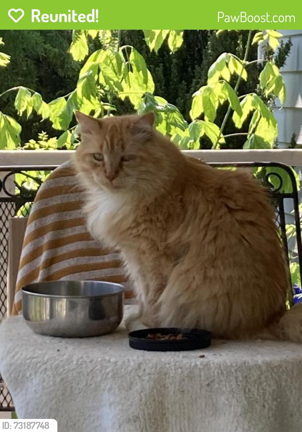Reunited Male Cat last seen Littlebrook Ln, Walnut Cove, NC 27052