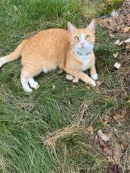 Reunited Female Cat last seen Brook Street, Attleboro, MA 02703
