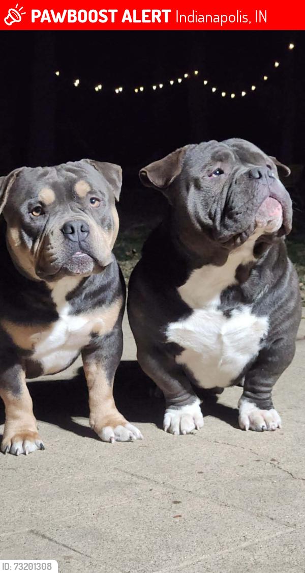 Lost Male Dog last seen Near Hedgerow Dr Indianapolis IN 46226, Indianapolis, IN 46226