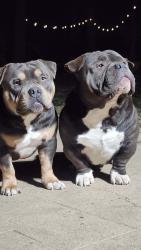 Lost Male Dog last seen Near Hedgerow Dr Indianapolis IN 46226, Indianapolis, IN 46226