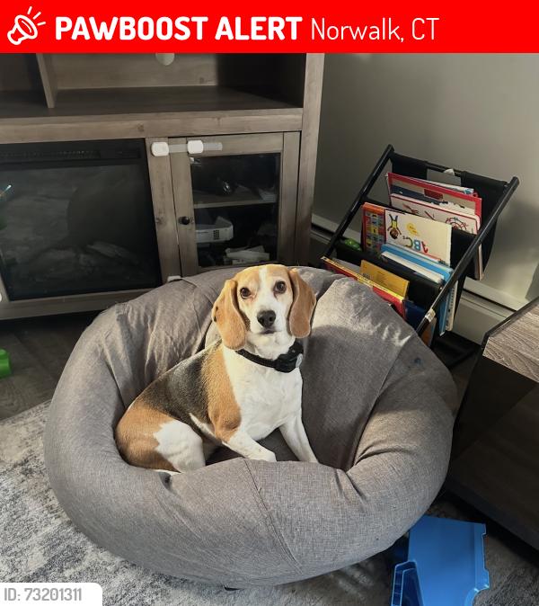 Lost Female Dog last seen King Street, Norwalk, CT 06851