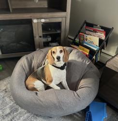 Lost Female Dog last seen King Street, Norwalk, CT 06851