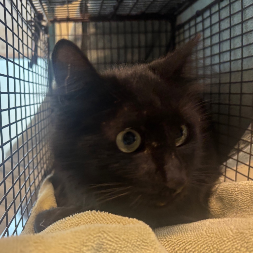 Shelter Stray Male Cat last seen , 361 S Raymond Ave, Pasadena, CA 91105, USA