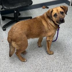 Shelter Stray Female Dog last seen , 5801 Graye Ln, Caldwell, ID 83607, USA