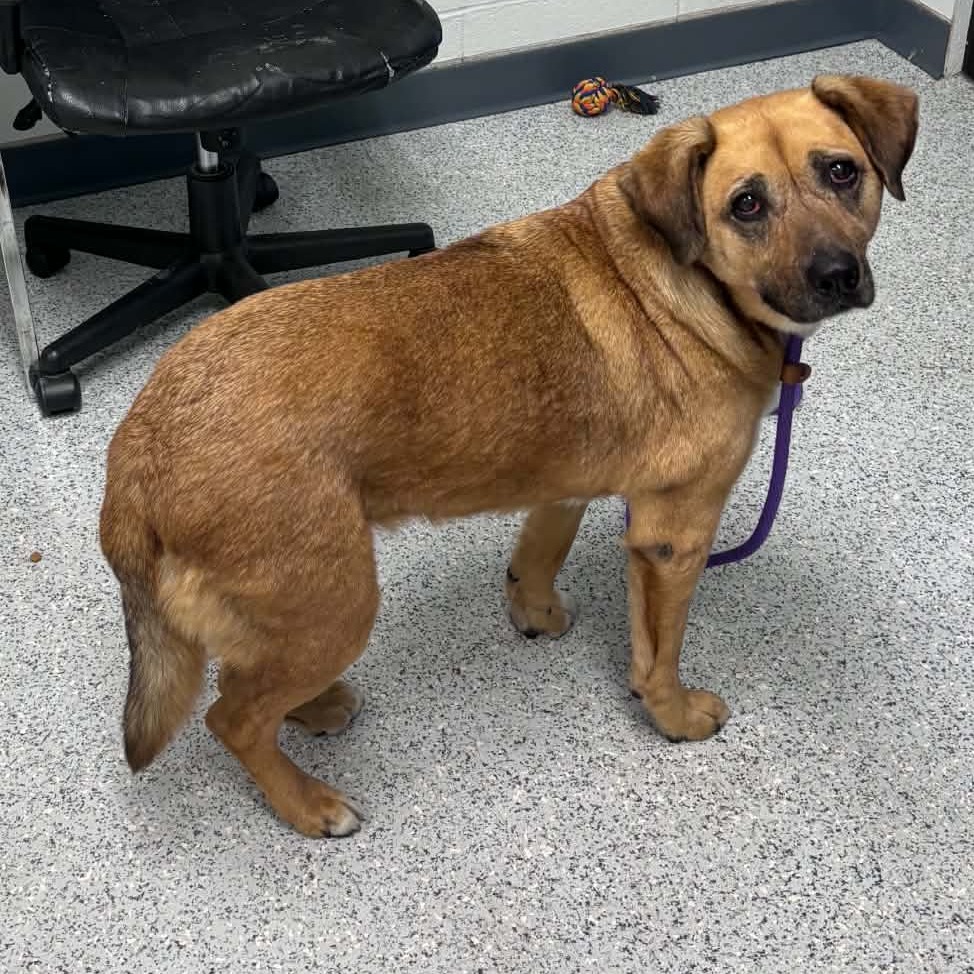 Shelter Stray Female Dog last seen , 5801 Graye Ln, Caldwell, ID 83607, USA