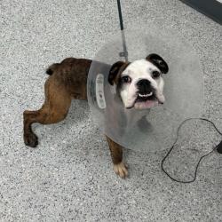 Shelter Stray Male Dog last seen , 5801 Graye Ln, Caldwell, ID 83607, USA