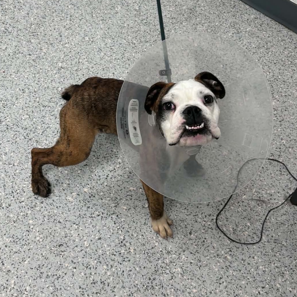 Shelter Stray Male Dog last seen , 5801 Graye Ln, Caldwell, ID 83607, USA