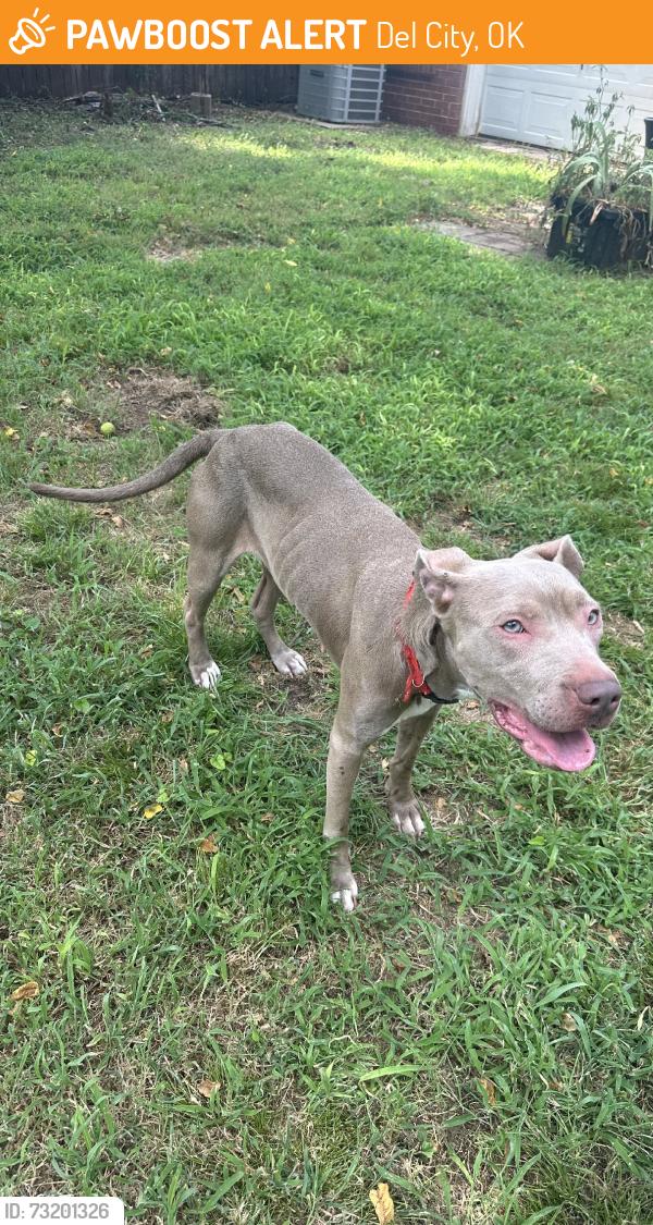 Found/Stray Female Dog last seen Sunnylane and E Reno, Del City, OK 73115
