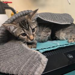 Shelter Stray Male Cat last seen , 361 S Raymond Ave, Pasadena, CA 91105, USA