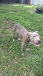 Found/Stray Female Dog last seen Sunnylane and E Reno, Del City, OK 73115