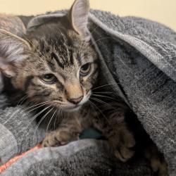 Shelter Stray Male Cat last seen , 361 S Raymond Ave, Pasadena, CA 91105, USA