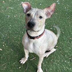 Shelter Stray Unknown Dog last seen , 8020 Washington St, Port Richey, FL 34668, USA