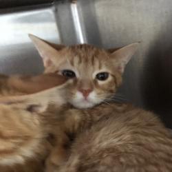 Shelter Stray Male Cat last seen , 1013 Garfield St, Oak Park, IL 60304, USA