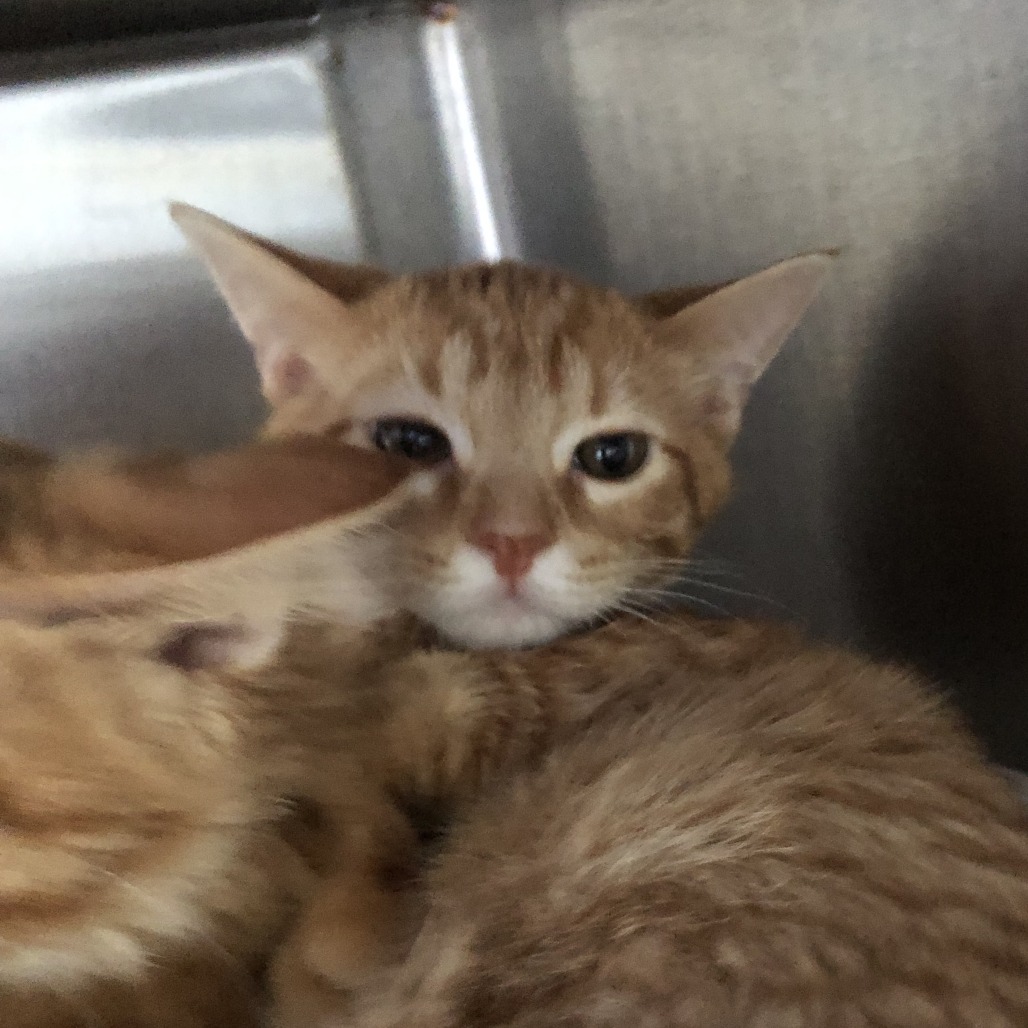 Shelter Stray Male Cat last seen , 1013 Garfield St, Oak Park, IL 60304, USA