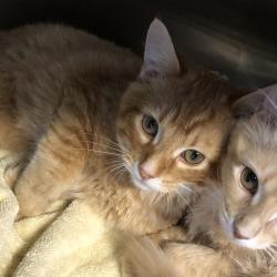 Shelter Stray Male Cat last seen , 1013 Garfield St, Oak Park, IL 60304, USA