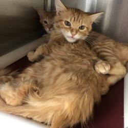 Shelter Stray Male Cat last seen , 1013 Garfield St, Oak Park, IL 60304, USA