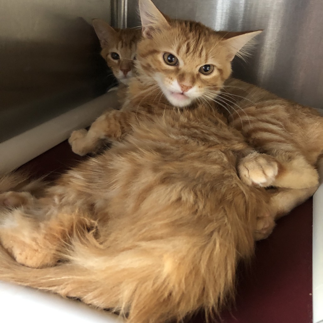 Shelter Stray Male Cat last seen , 1013 Garfield St, Oak Park, IL 60304, USA