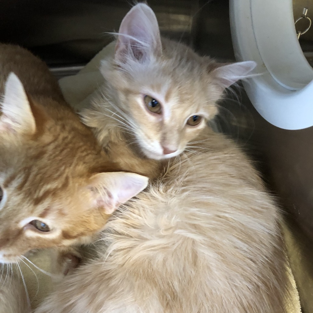Shelter Stray Unknown Cat last seen , 1013 Garfield St, Oak Park, IL 60304, USA