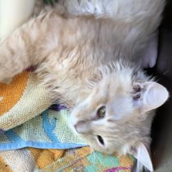 Shelter Stray Male Cat last seen , 1013 Garfield St, Oak Park, IL 60304, USA