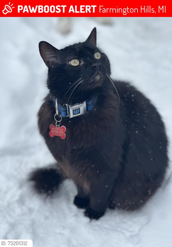 Lost Male Cat last seen Roosevelt Avenue and Independence Street, Farmington Hills, MI 48334
