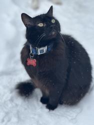 Lost Male Cat last seen Roosevelt Avenue and Independence Street, Farmington Hills, MI 48334