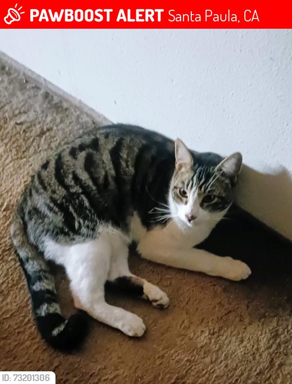 Lost Male Cat last seen Near West Santa Paula Street, Santa Paula, CA 93060