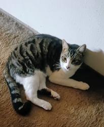 Lost Male Cat last seen Near West Santa Paula Street, Santa Paula, CA 93060