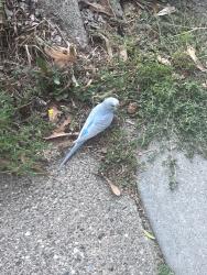 Found/Stray Unknown Bird last seen On 35th and Benjamin, Minneapolis, MN 55418