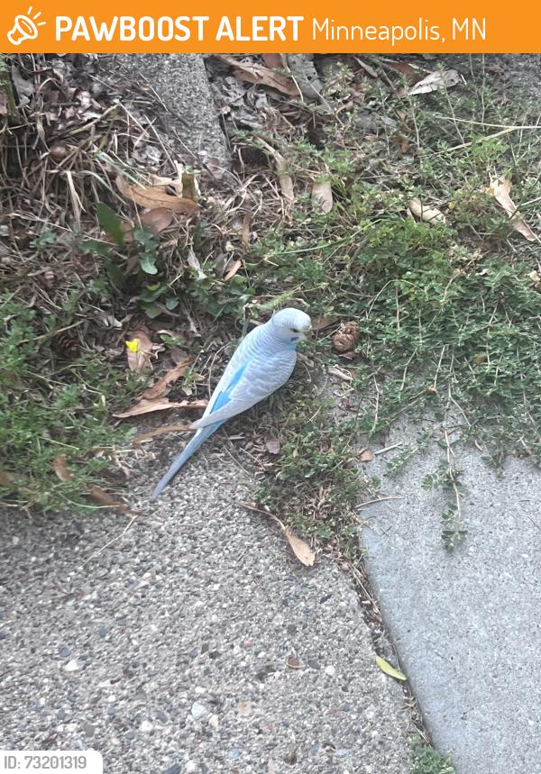 Found/Stray Unknown Bird last seen On 35th and Benjamin, Minneapolis, MN 55418