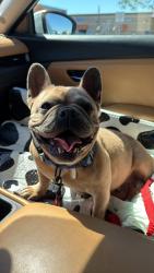 Reunited Female Dog last seen South Ave, Modesto, CA, Modesto, CA 95351