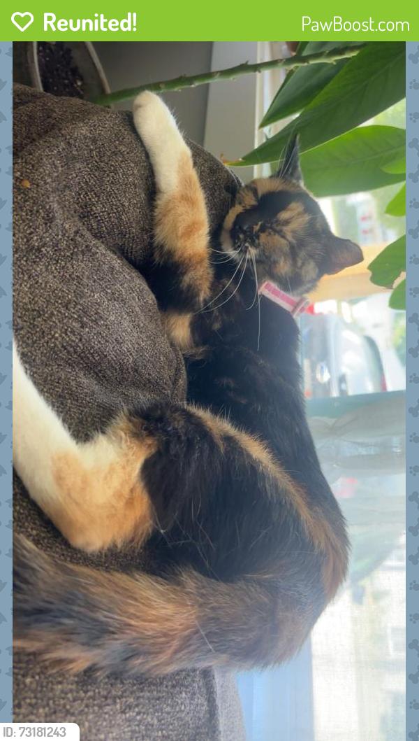 Reunited Female Cat last seen N second street and Walnut couple blocks from downtown, Brighton, MI 48116