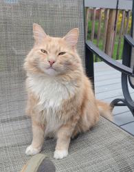 Lost Male Cat last seen Harth Drive and Cresthaven Drive, New Windsor, NY 12553