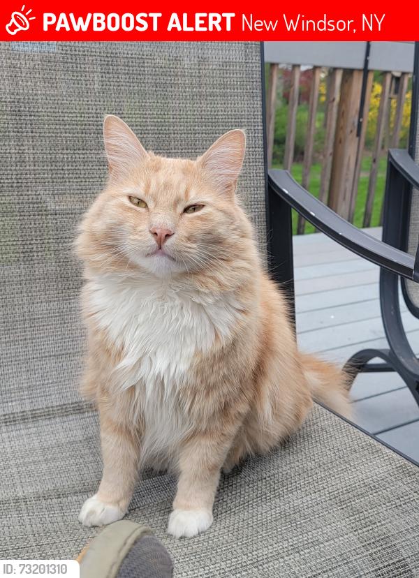 Lost Male Cat last seen Harth Drive and Cresthaven Drive, New Windsor, NY 12553