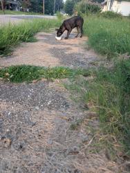Found/Stray Unknown Dog last seen Faxon near Highland, Memphis, TN 38122