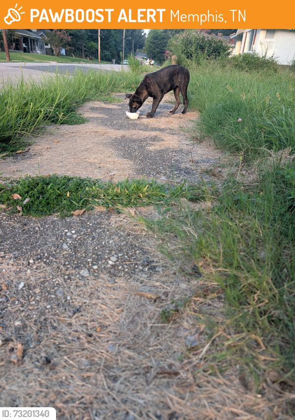 Found/Stray Unknown Dog last seen Faxon near Highland, Memphis, TN 38122
