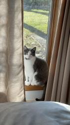 Reunited Male Cat last seen Near Overlook Cir, Brookfield WI 53045, Brookfield, WI 53045