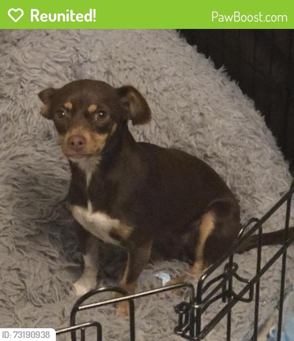 Reunited Female Dog last seen North Highlands, CA, USA, North Highlands, CA 95660