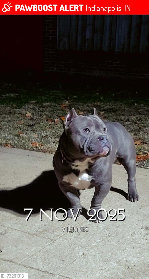 Lost Male Dog last seen Near Hedgerow Dr Indianapolis Indiana 46226, Indianapolis, IN 46226