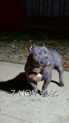 Lost Male Dog last seen Near Hedgerow Dr Indianapolis Indiana 46226, Indianapolis, IN 46226