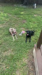 Found/Stray Female Dog last seen Sunnyland and E Reno, Del City, OK 73115