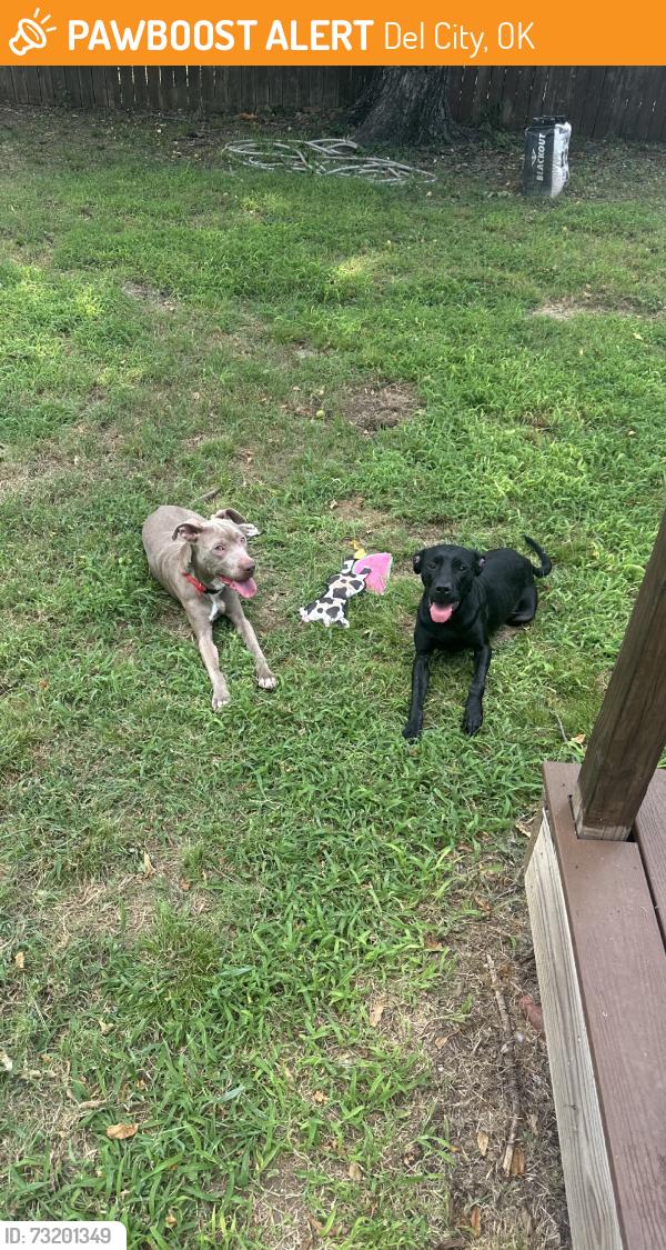 Found/Stray Female Dog last seen Sunnyland and E Reno, Del City, OK 73115