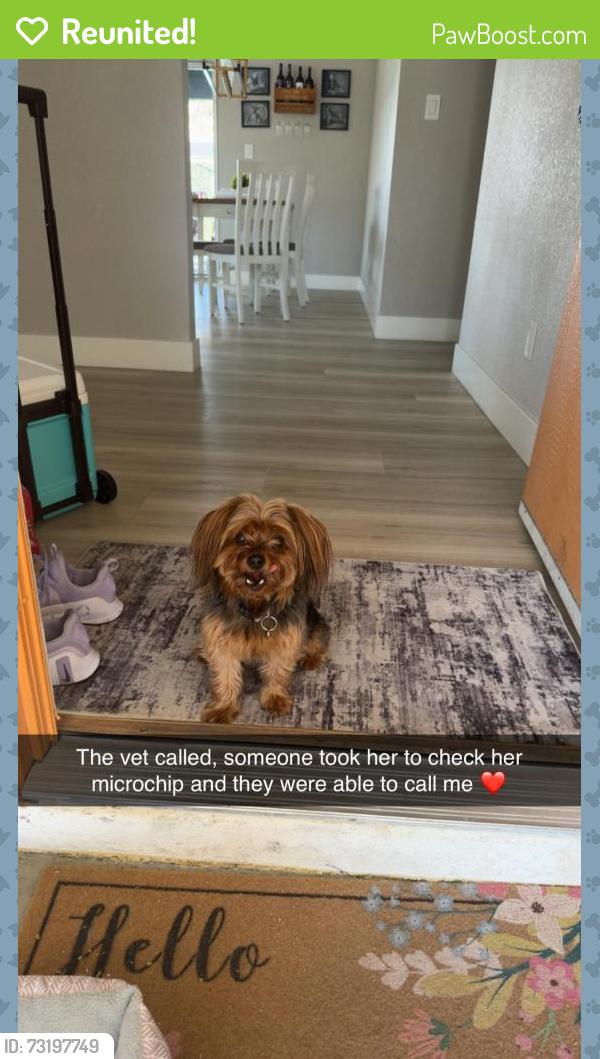 Reunited Female Dog last seen Spencer and Russell, Las Vegas, NV 89119