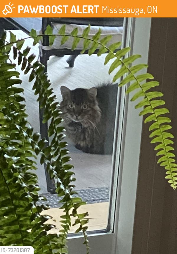 Found/Stray Unknown Cat last seen Dixie Dundas, Mississauga, ON 
