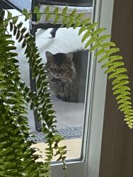Found/Stray Unknown Cat last seen Dixie Dundas, Mississauga, ON 
