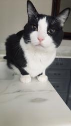 Lost Male Cat last seen Near e Logan Ave, Salt Lake City, UT 84105